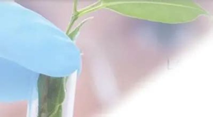 Tensei Shitara Slime Datta Ken Clayman Revenge Chapter 17 Release Date : Spoilers, Streaming, Recap, Schedule & Where To Watch? - SarkariResult