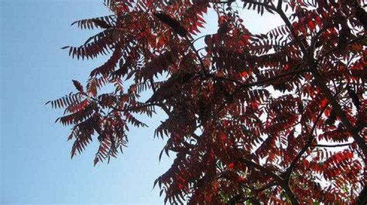 The Rising of the Shield Hero Season 3 Release Date : Recap, Cast, Review, Spoilers, Streaming, Schedule & Where To Watch? - SarkariResult