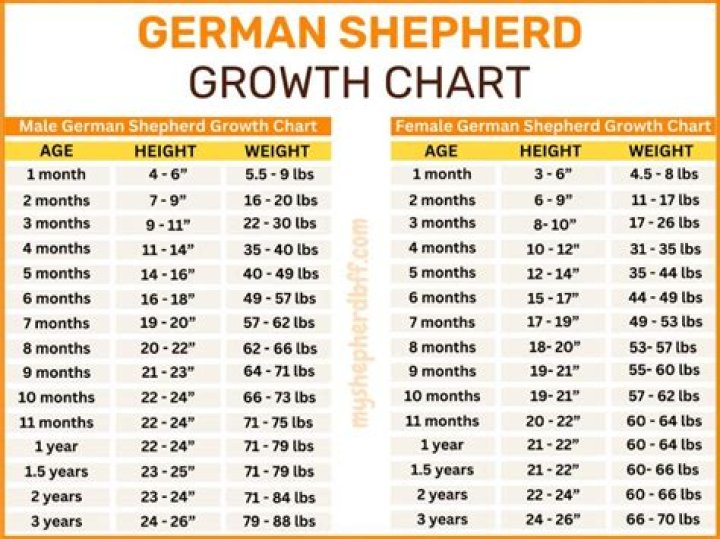 
Billie Shepherd Height, Weight, Net Worth, Age, Birthday, Wikipedia, Who, Nationality, Biography 