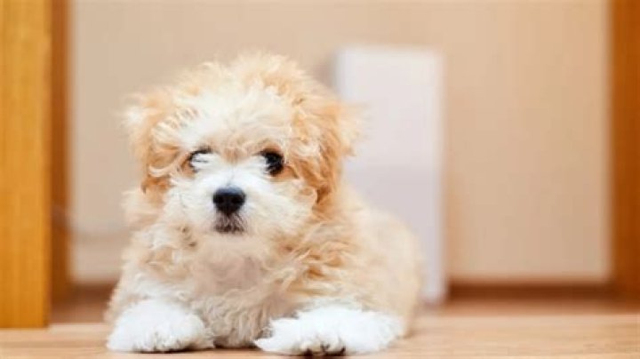 Dan Schachner Net Worth