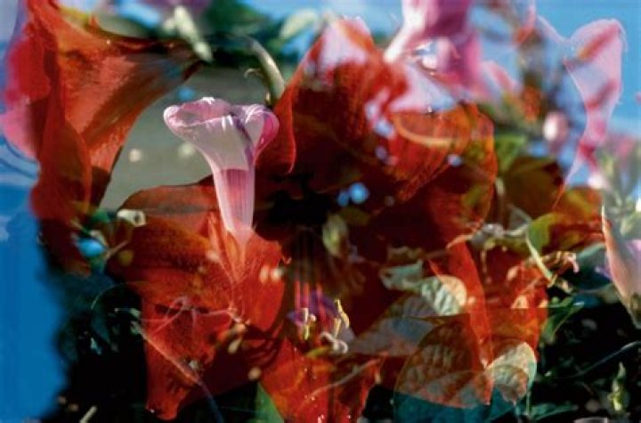 David Weiss (musician)