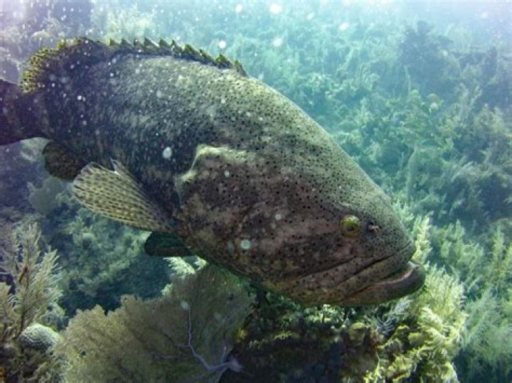 Do goliath grouper have teeth?