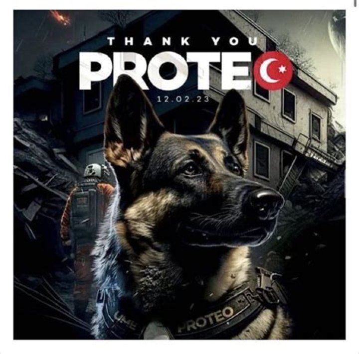 
“Hero and legend”: Tributes pour in as Mexican rescue dog Proteo passes away during Turkey rescue mission 