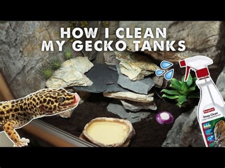 How to clean leopard gecko tank