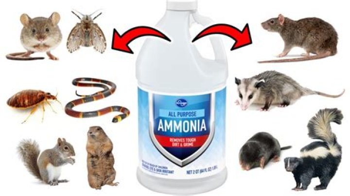 How to get rid of skunks with ammonia