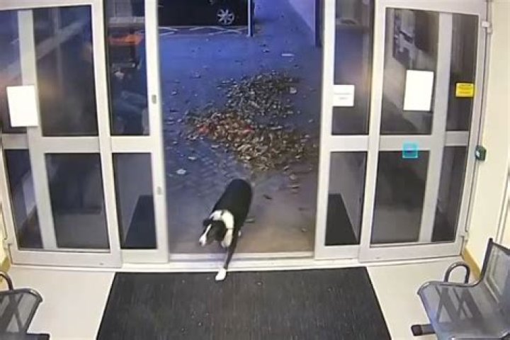 
Lost Border Collie Reunites with Family After Turning Herself In at a U.K. Police Station 