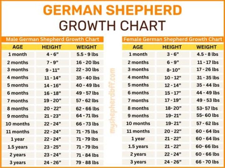 Nelly Shepherd Height, Weight, Net Worth, Age, Birthday, Wikipedia, Who, Instagram, Biography