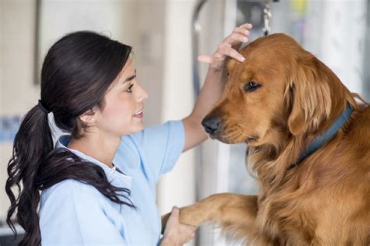 Physician and Vet Archives - Celebrity Profiles