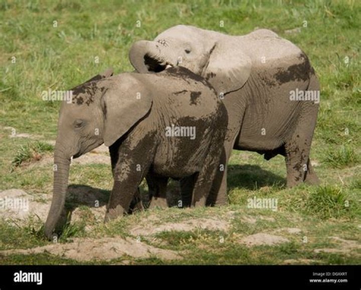 What is the Difference Between Male and Female Elephants