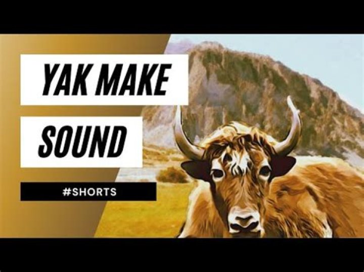 What sound does a yak make